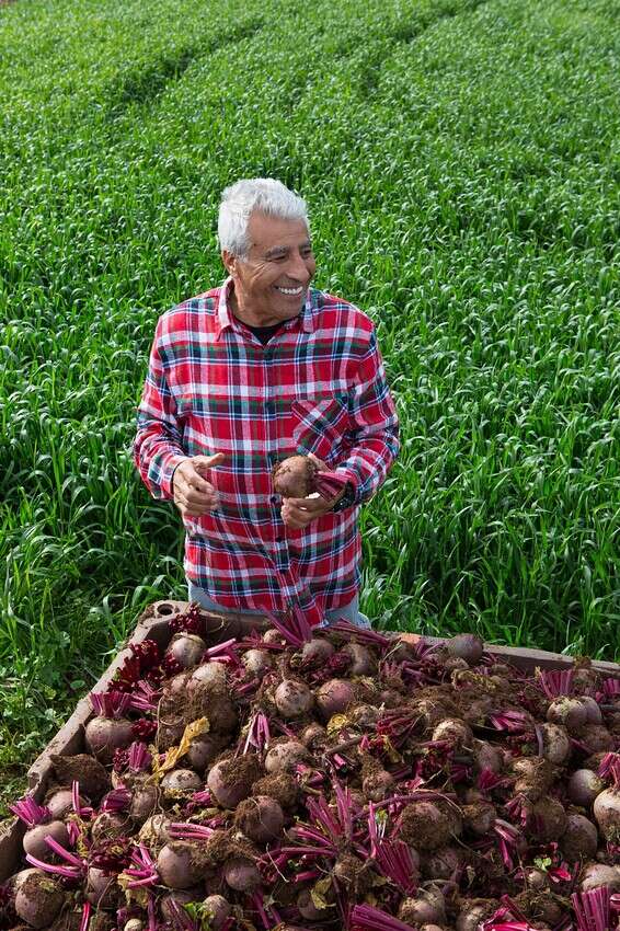האדמה זוכרת את המתעקשים עליה. נחום עטר בשדה הסלק // צילום: איתיאל ציון